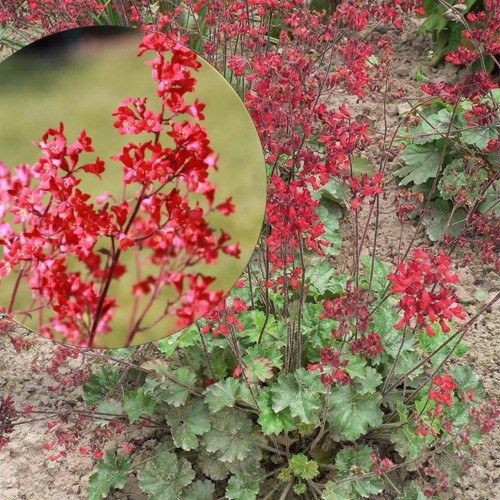Heuchera sanguinea 'Leuchtkäfer' - Verev helmikpööris 'Leuchtkäfer' P9/0,55L